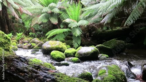 Stream flows through rainforest of Tasmania.
