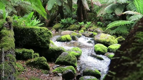 Rainforest stream cascades gently through wilderness, Tasmania.