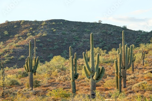 Saguaro Cactus and Mountain © Jason Yoder