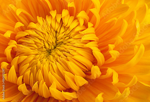 Yellow chrysanthemum flower head