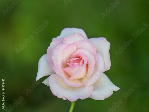 pink and white   two tone rose