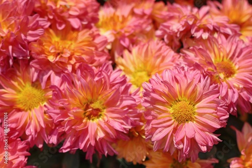 Chrysanthemum flower in natural