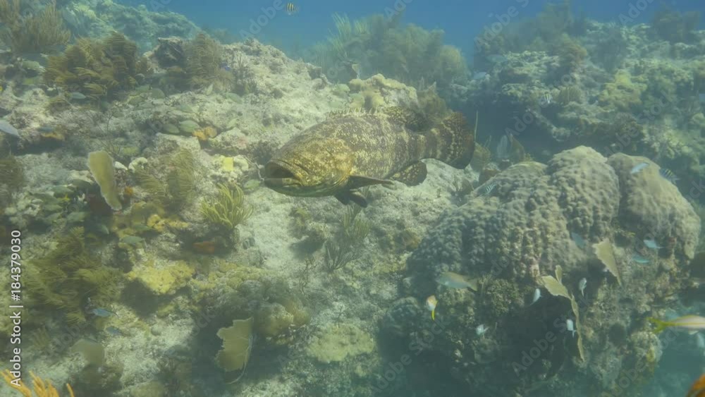 Brown fish in tropical reef, POV Brown fish in tropical reef, POV