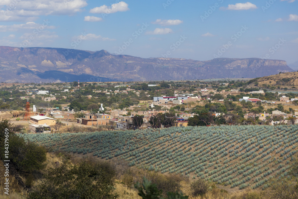 Agave fields on a sunny day in near Tequila