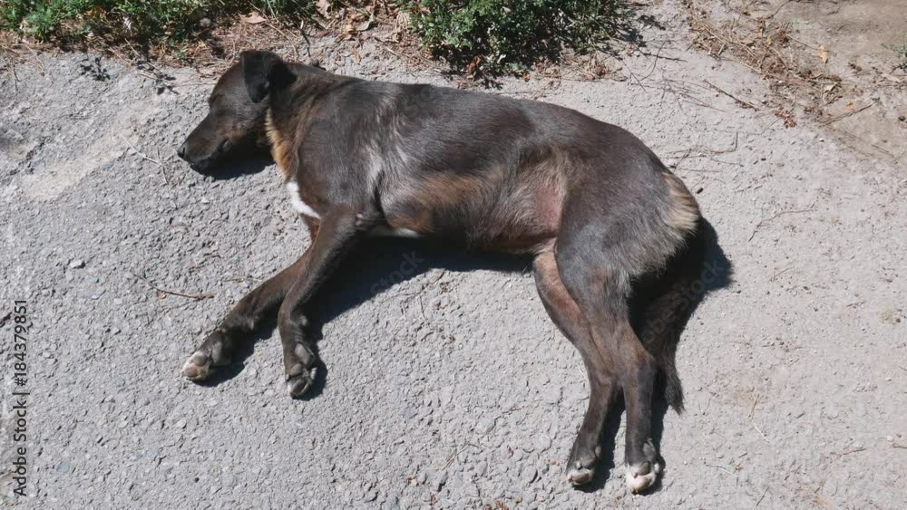 Dog sleeping on the street. Dog sleeping on the street.