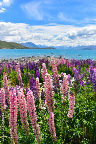 Lupine field in New Zealand