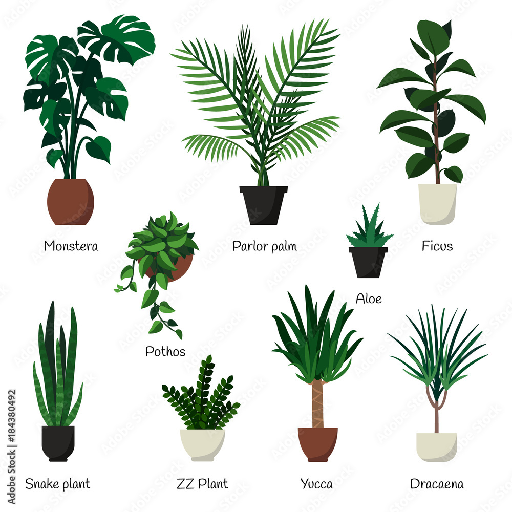 Vector isolated set of various indoor ornamental plants with names ...