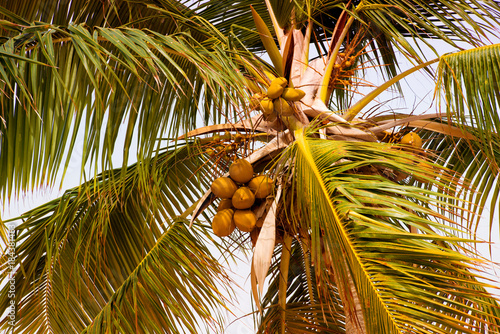 Palm tree with coconuts against the blue sky photo