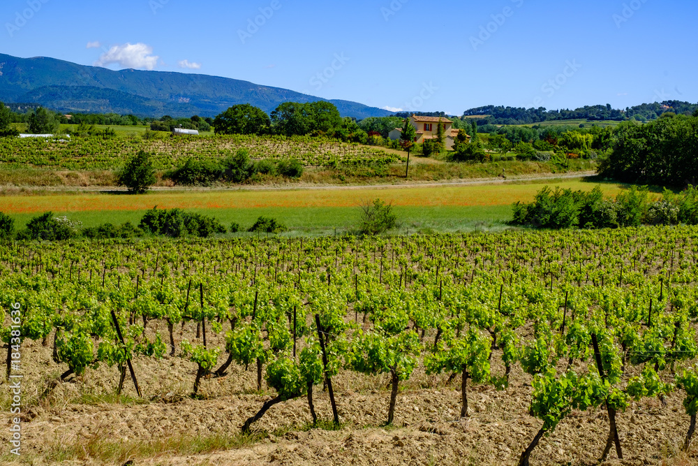 Paysage de Provence au printemps, Luberon, France, vignobles et champ de coquelicots.