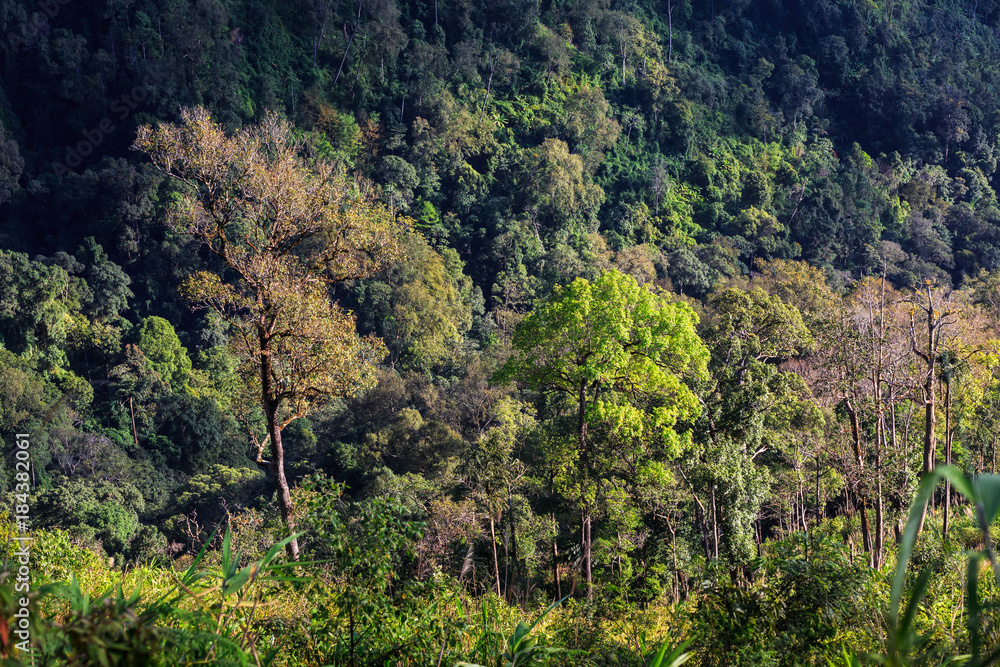 Rain forest in Thailand