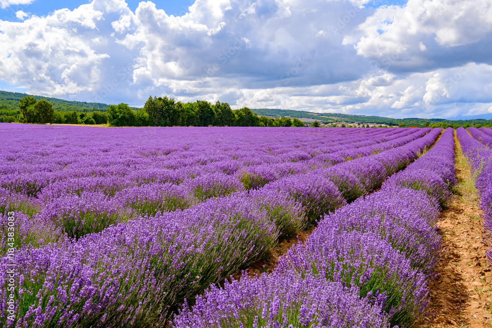 Champ de lavande en Provence, France. Ciel bleu avec des nuages.