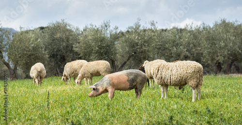 Pigs and sheep grazing in a field. Photo taken in the province of Ciudad Real, Spain