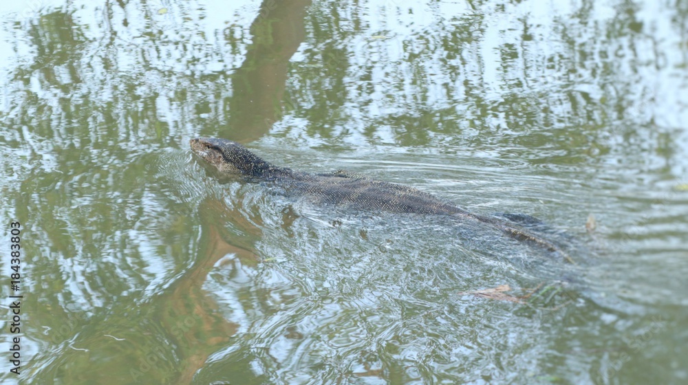 Fototapeta premium Varanus salvator or Water monitor lizard in river