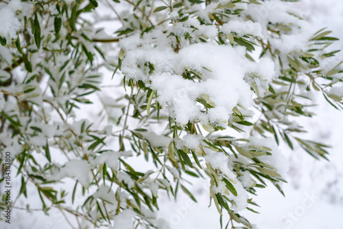 Les branches d'arbre d'olivier sous la neige en hiver. Provence, France.