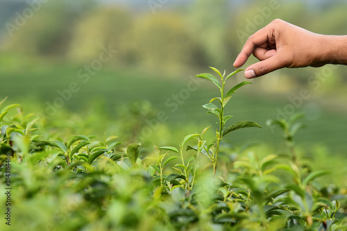 Close up of hand to harvest tea at farm in tea plantations, Thailand