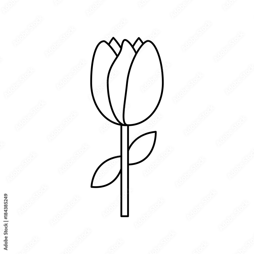 tulip flower stem leaves natural floral vector illustration tulip flower stem leaves natural floral vector illustration