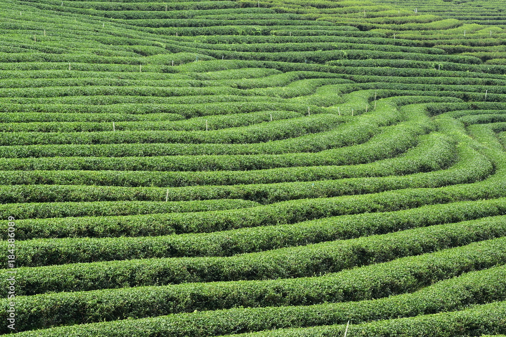 Tea plantation landscape in the north of Thailand