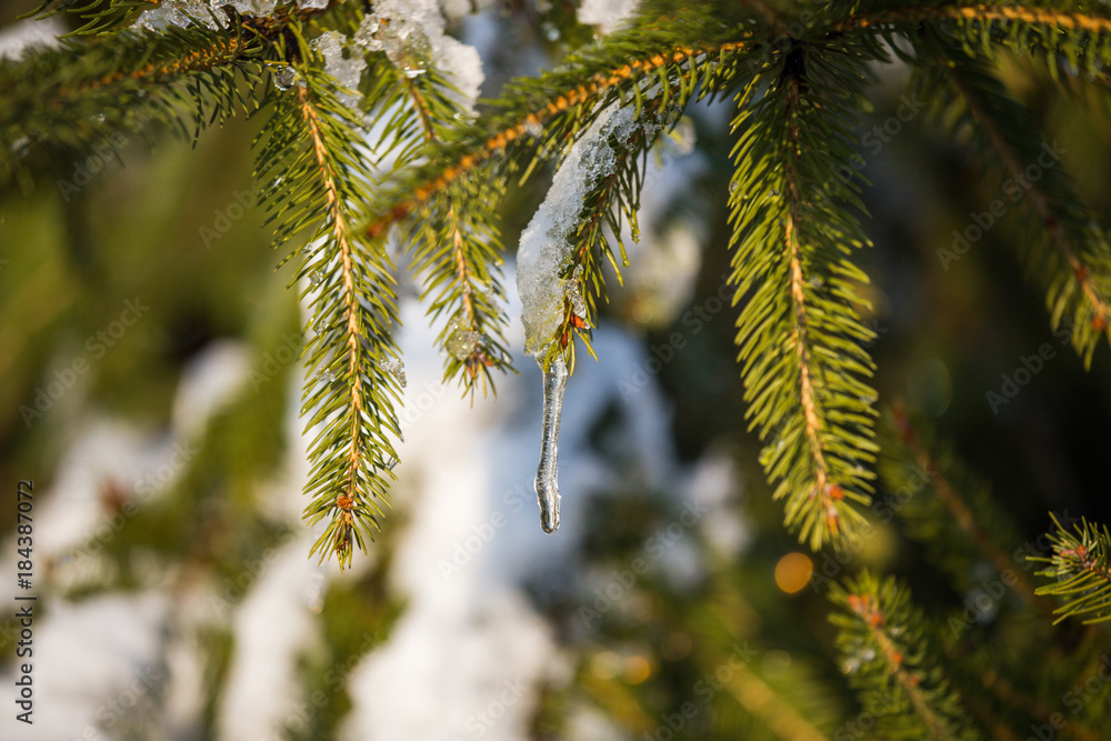 Pine tree closeup with snow on a sunny winter day cold Christmas holiday New Year happy feeling atmosphere city park nature forest Pine tree closeup with snow on a sunny winter day cold Christmas holiday New Year happy feeling atmosphere city park nature forest