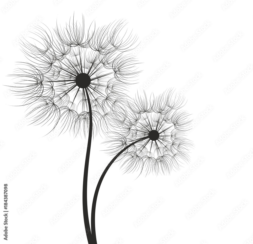 Fototapeta premium A dandelion Flower. 