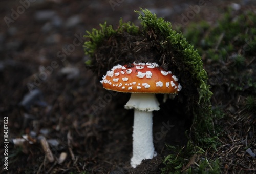 Fly agaric, Fliegenpilz