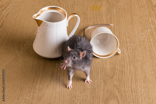 domestic rat on the table photo