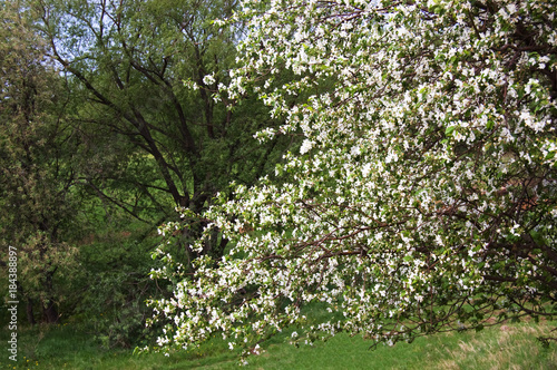 Blossom tree in park