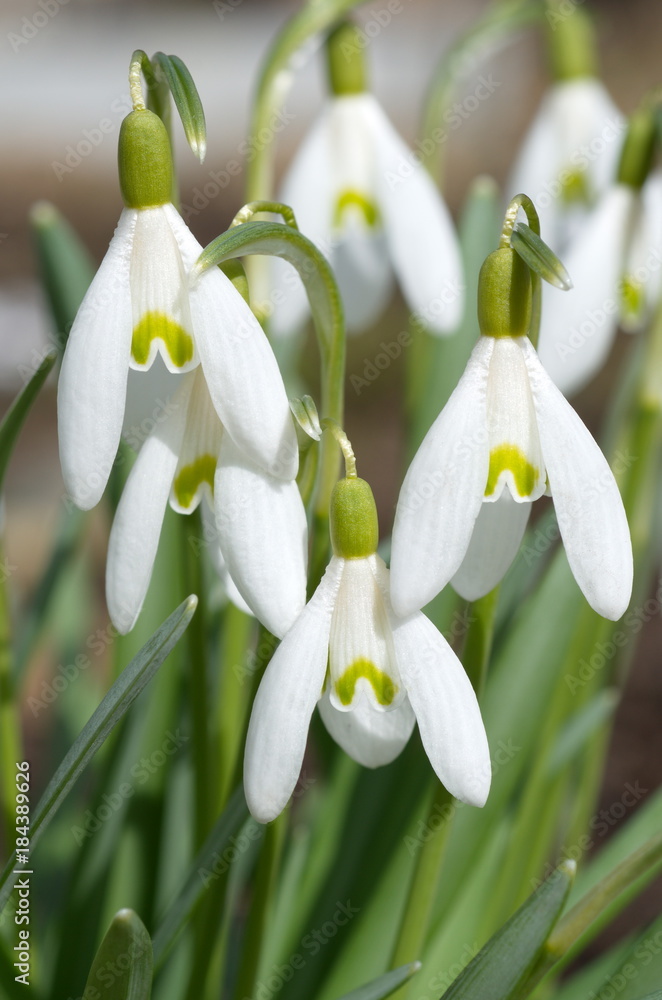 Snowdrop spring flowers (lat.Galanthus woronowii) closeup Snowdrop spring flowers (lat.Galanthus woronowii) closeup