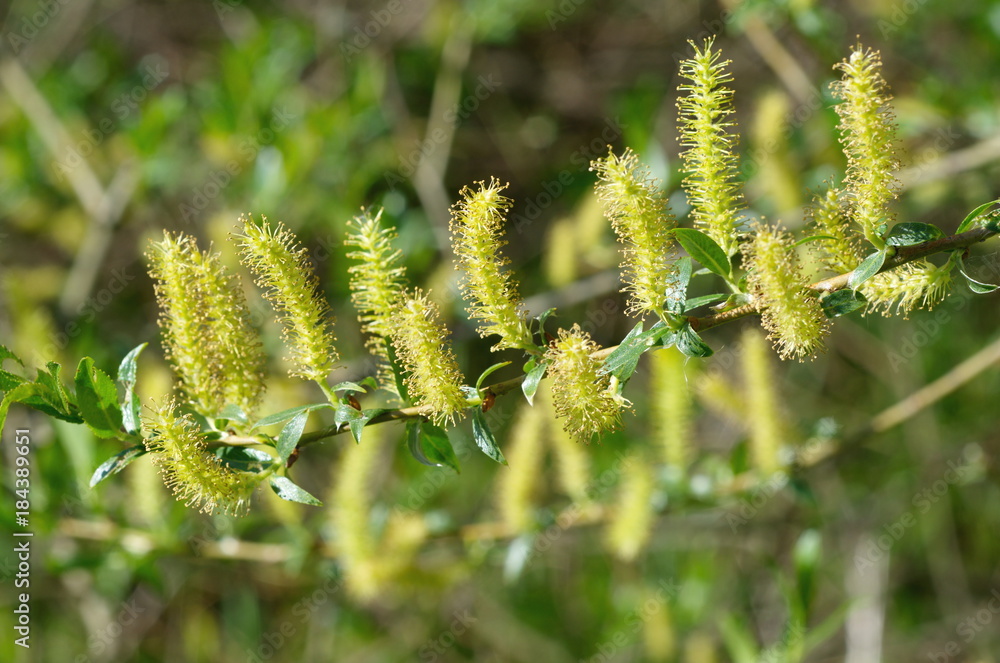 A branch of a blossoming willow (lat.Salix)  