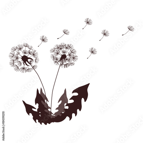 dandelions with leaves flying umbrellas