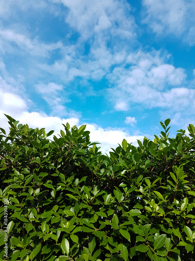 Top of tree with the cloudy in fresh blue skly Top of tree with the cloudy in fresh blue skly