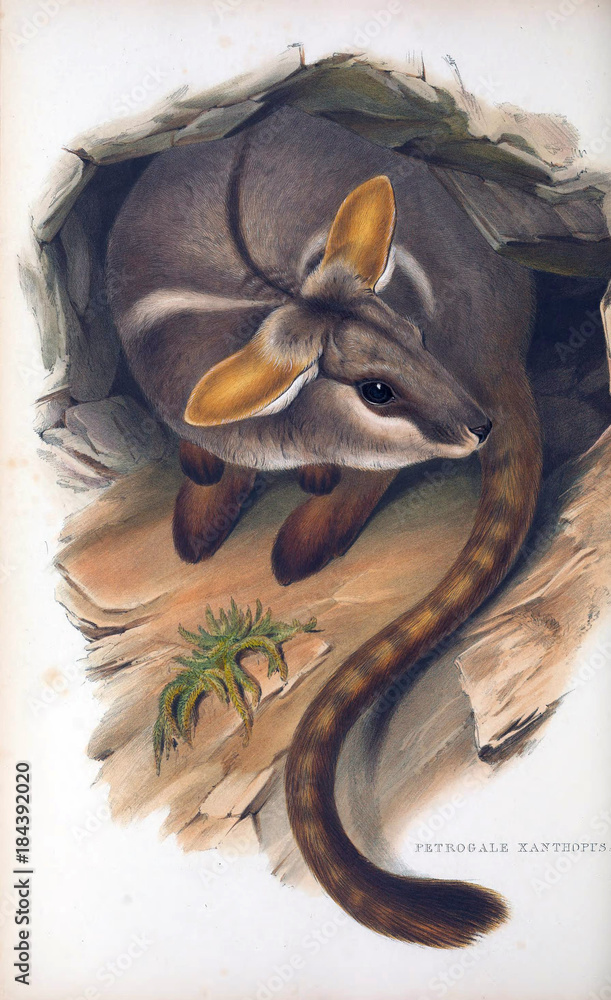Illustration of a kangaroo.