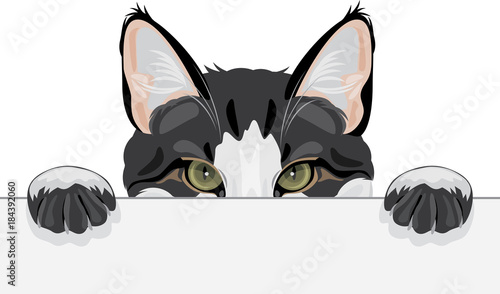 Peeping funny cat