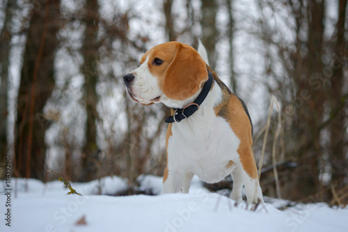 Fototapeta Naklejka Na Ścianę i Meble -  Beagle dog chewing a dry branch in winter forest