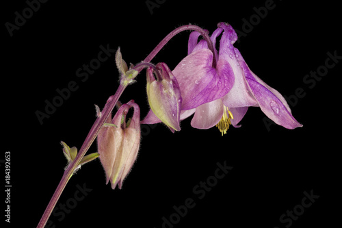 Columbine blossom isolated on black