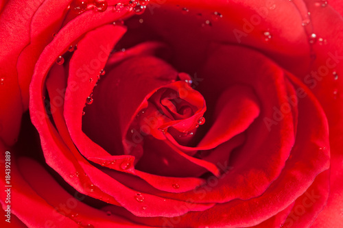 Red rose with dew drops closeup