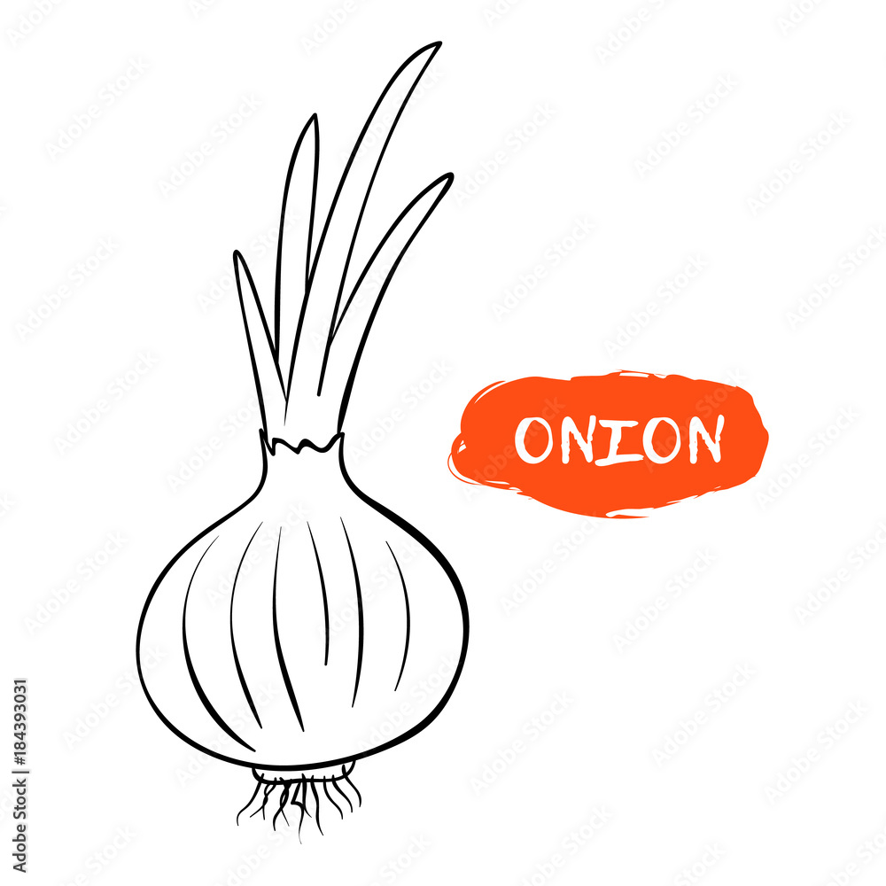 Cartoon Onion Holding Blank Sign Vector Clip Art Image - FriendlyStock