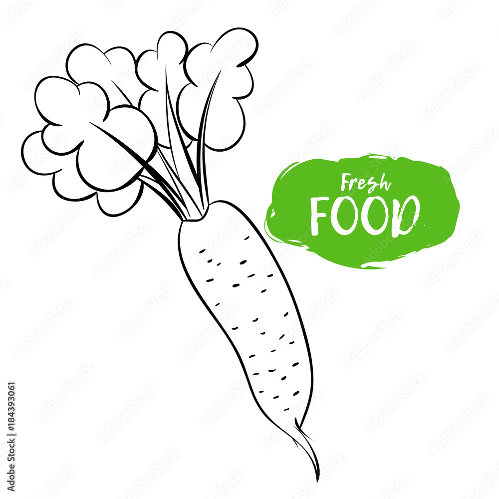 Vector illustration of a radish. Sketch, outline. Coloring on the topic