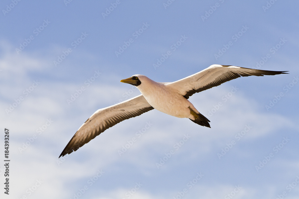 Fototapeta premium Cape Gannet(morus capensis)in flight over the Equatorial Atlantic