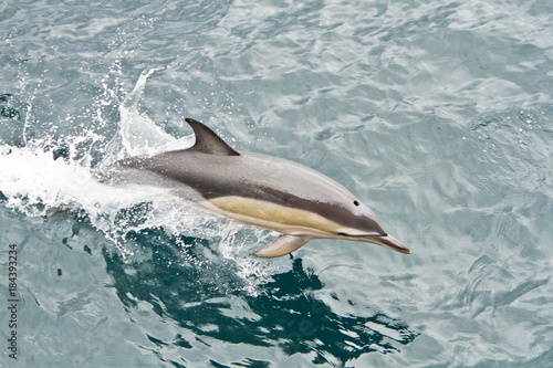 Dolphins in the South Atlantic