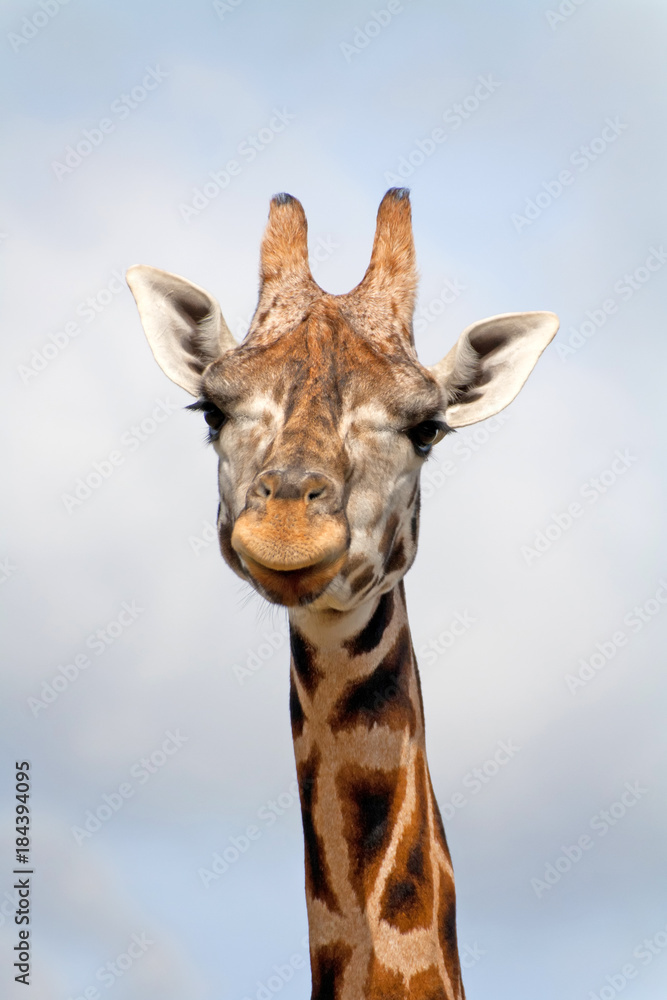 Naklejka premium Giraffe portrait