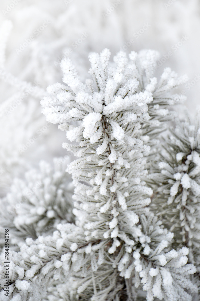 Light winter background with snow-covered firs. Christmas background Light winter background with snow-covered firs. Christmas background