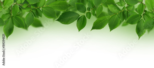 Border with branch of fresh green elm-tree leaves for background