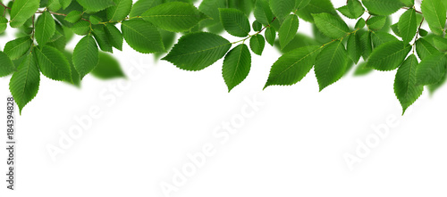 Border with branch of fresh green elm-tree leaves for background