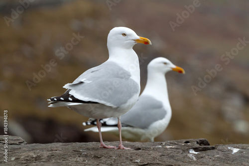 Two Sea gull on the rock