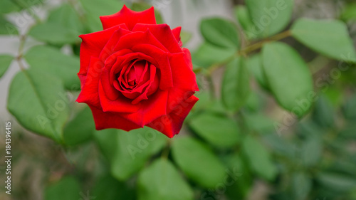 Beautiful red rose growing in the garden, rose for Saint Valentine Day celebration.Floral background.