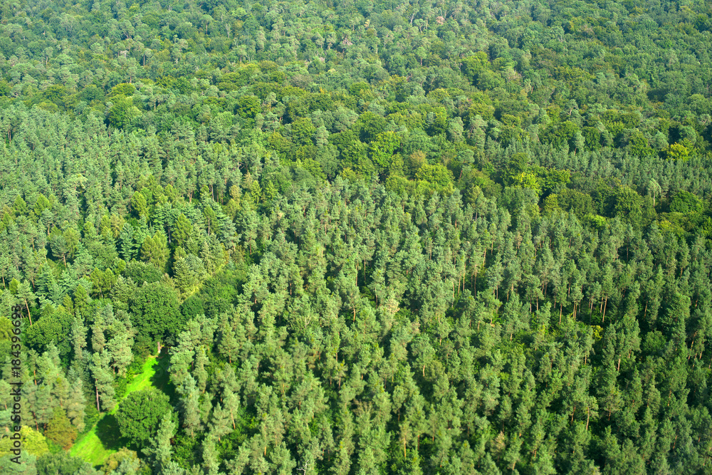 Aerial view of deep forest in Europe.