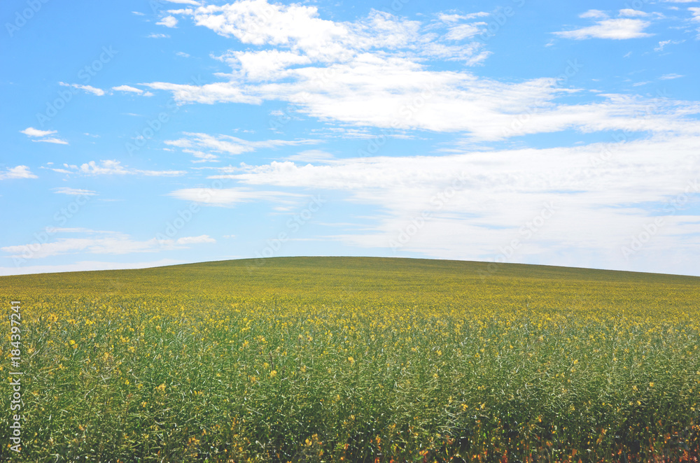 Yellow canola flower meadow under a blue sky in the NSW countryside, Australia. Spring and summer background.