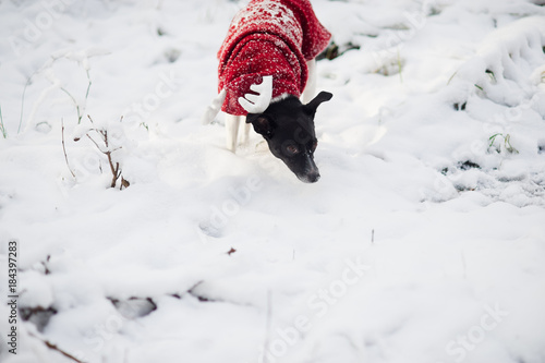 Cute doggie in a suit of a reindeer runs on snowdrifts in the winter park. photo