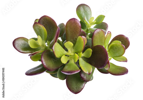 Crassula portulacea mini photo