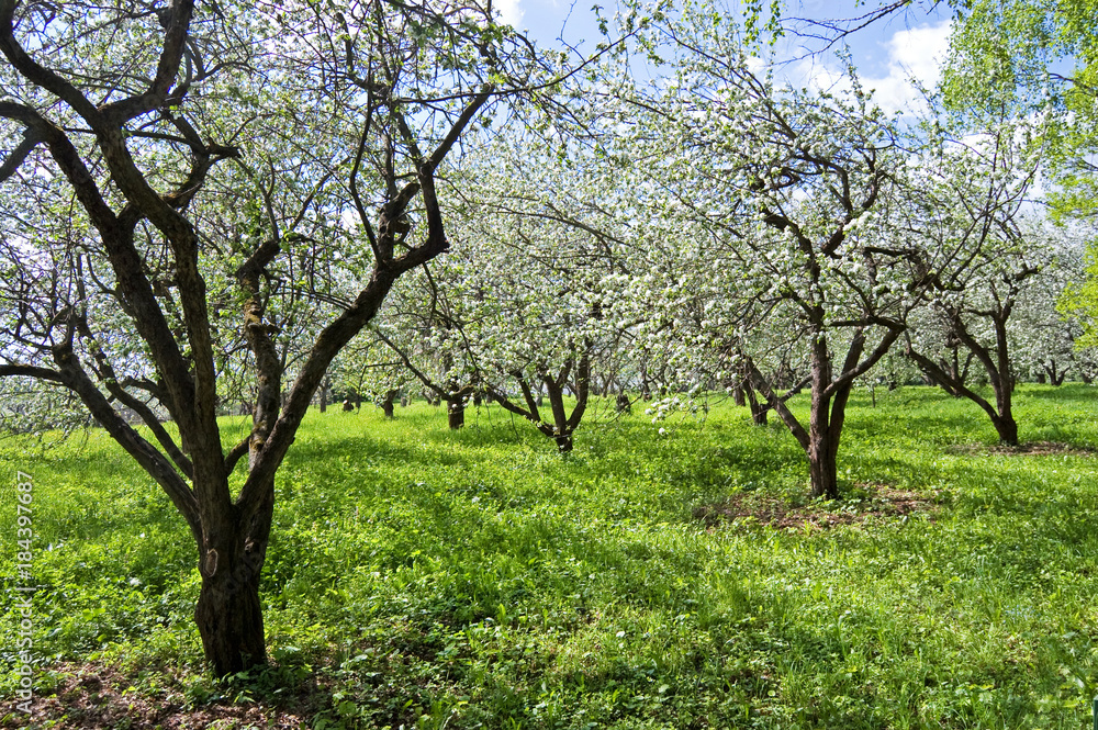 Blooming apple trees in Yasnaya Polyana Blooming apple trees in Yasnaya Polyana